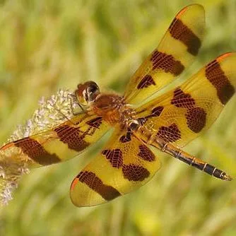 thumbnail for publication: Halloween Pennant Dragonfly Celithemis eponina Drury (Odonata: Libellulidae)
